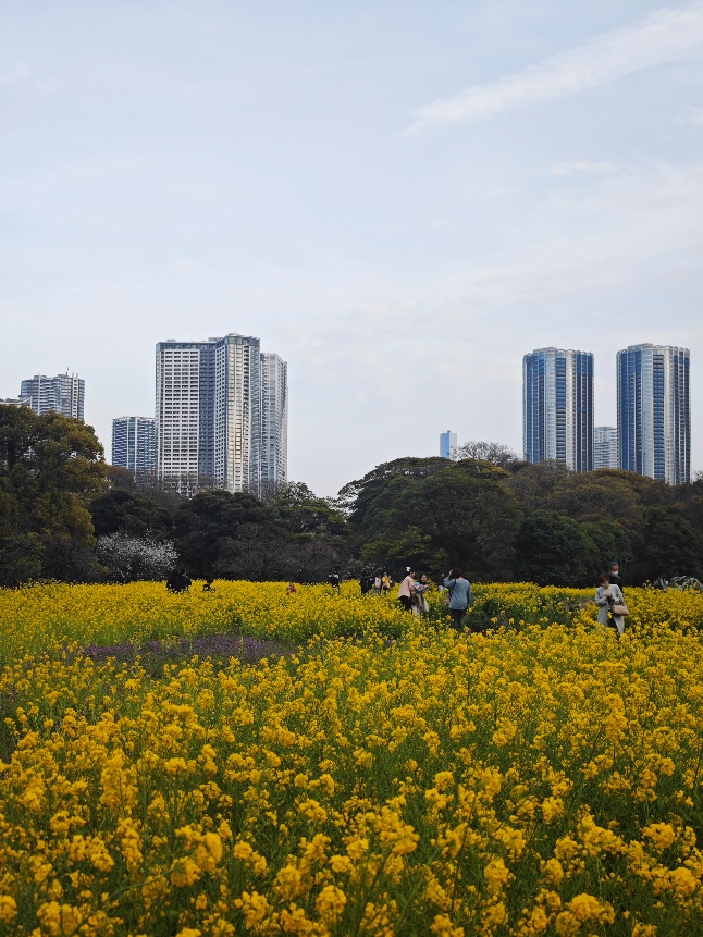 樱花树下
